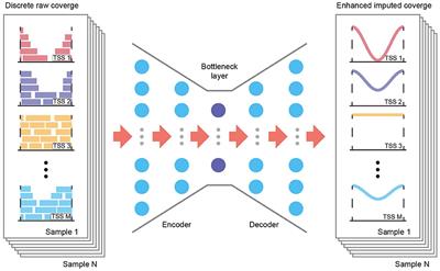 A Deep-Learning Pipeline for TSS Coverage Imputation From Shallow Cell-Free DNA Sequencing